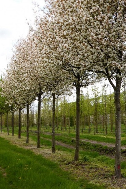 Ірга деревовидна Робін Хілл | Ирга древовидная Робин Хилл | Amelanchier arborea Robin Hill